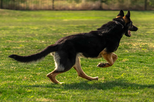 expert security guard services